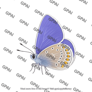 Butterfly common blue
