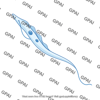 Trypanosomes trypomastigote long thin form 1