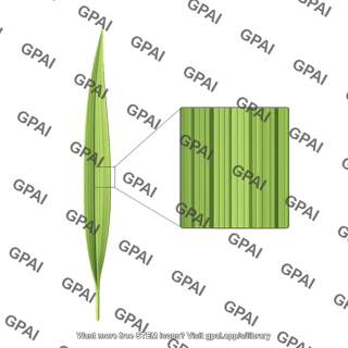 Leaf monocot with zoom in