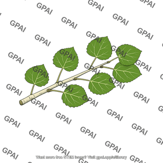 Aspen branch