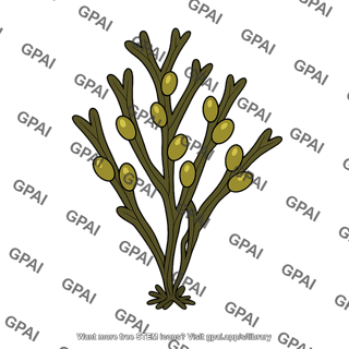 Rockweed ascophyllum nodosum