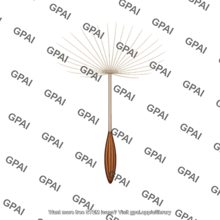 Dandelion seed