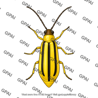 Western corn rootworm adult female