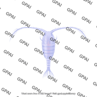 Zooplankton copepod