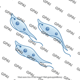 Trypanosomes trypomastigote wide form