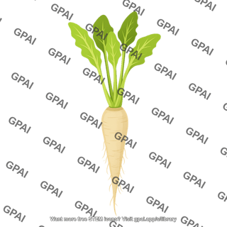 Chicory root