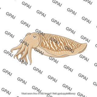 Cuttlefish sepia officinalis lateral