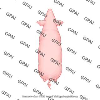 Pig dorsal