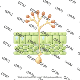 Oomycete sporulation with leaf