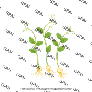 Pea sprout
