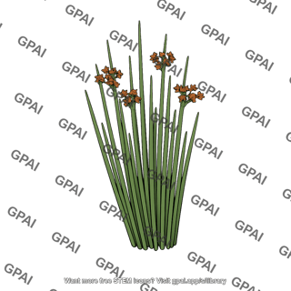 Juncus