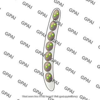 Neurospora crassa ascus