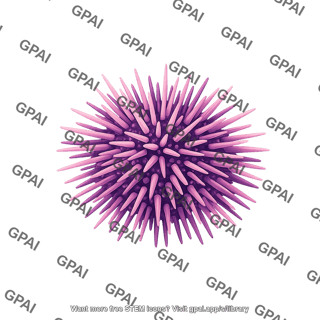 Sea urchin
