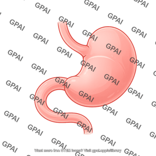 Mouse stomach anterior
