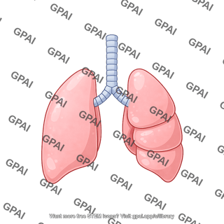 Rat lungs supine