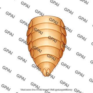 Drosophila abdomen ventral female