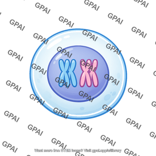 Germ cell diploid