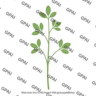 Alfalfa medicago sativa young