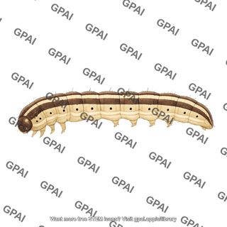 Fall armyworm spodoptera frugiperda larva 470