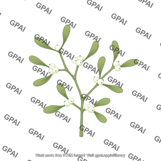 Mistletoe viscum album
