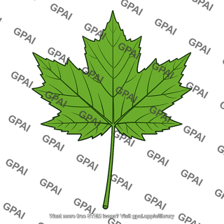 Sugar maple leaf
