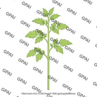 Tomato seedling