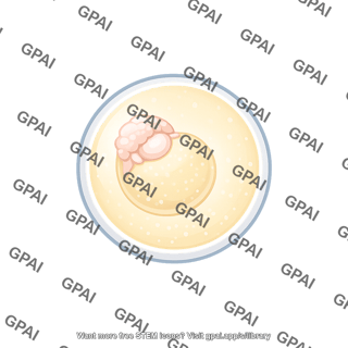 Killifish embryo diapause i