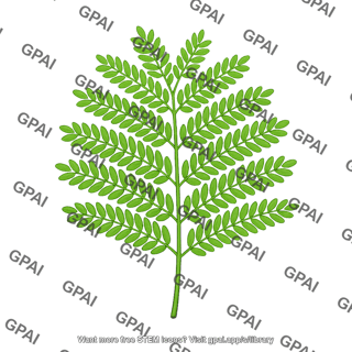 Acacia leaf