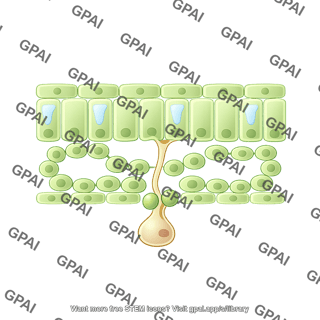 Oomycete first penetration with leaf