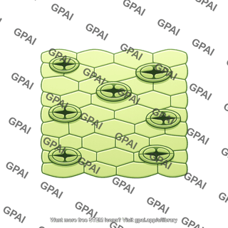 Plant surface with stomata