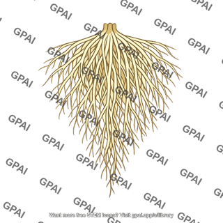 Fibrous root system