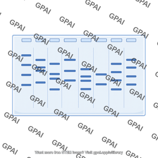Electrophoresis gel