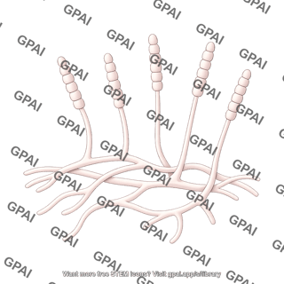 Powdery mildew hyphae