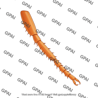 Drosophila leg dorsal front