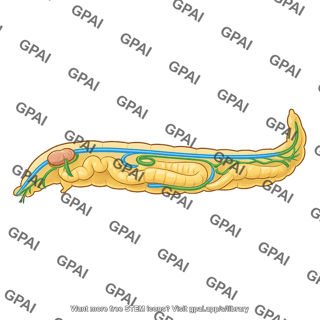 Egyptian cotton leafworm internal organs spodoptera littoral