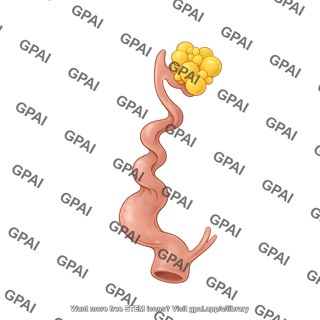 Bird reproductive system female