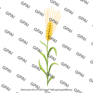 Barley
