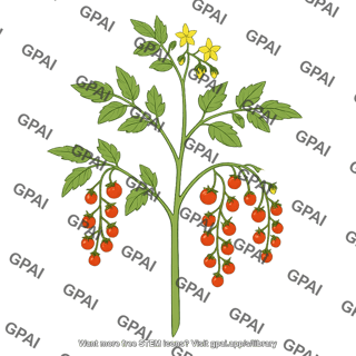 Wild tomato plant