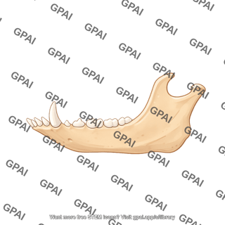 Pig mandible lateral