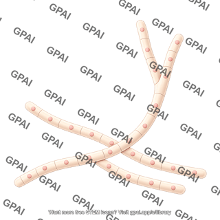 Hypha septate