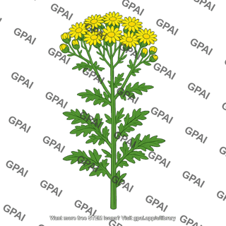 Ragwort