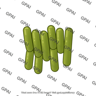 Palisades bacterium