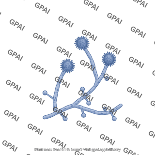 Histoplasma