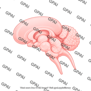 Mouse embryo brain p0.5