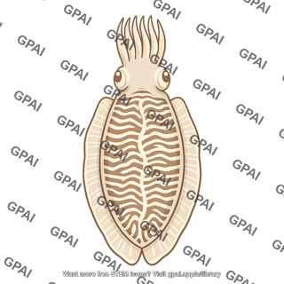 Cuttlefis sepia officinalis dorsal