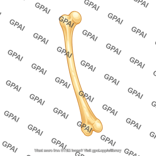Mouse leg bone femur