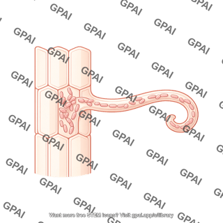 Root hair infection thread 547