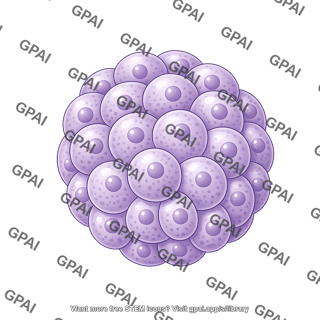 Sea urchin embryo 32 cell