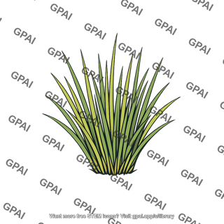 Drought resistant grass