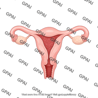 Cow uterus